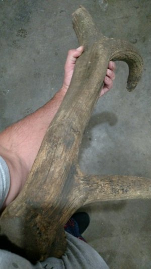 Antler-1.jpg