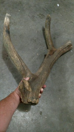 Antler-3.jpg