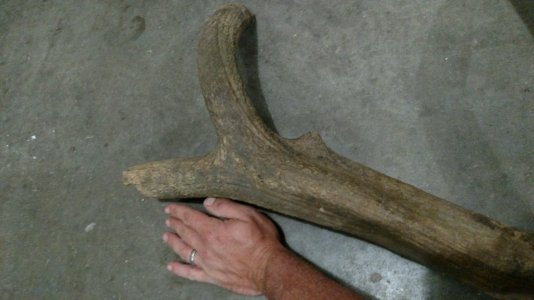 Antler-4.jpg