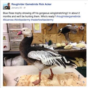 Screen Shot 2016-07-13 at 9.06.11 AM.jpg