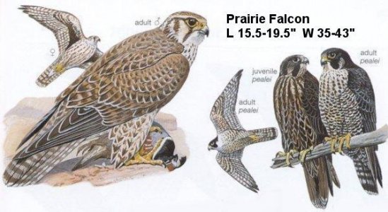 likely-Falcon-Prairie.jpg