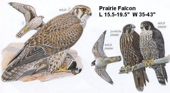 likely-Falcon-Prairie.jpg likely-Falcon-Prairie.jpg