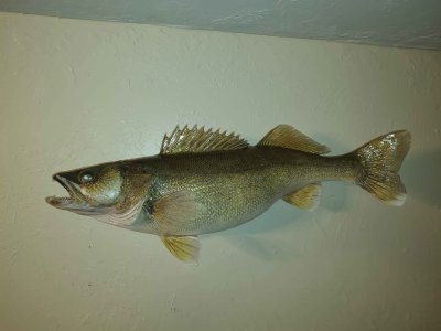 walleye1.jpg