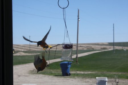 fighting orioles.jpg