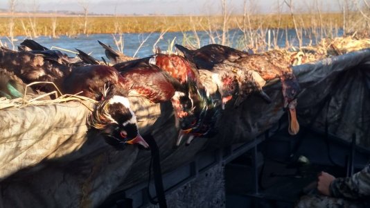 IMG_20150926_092056385_HDR.jpg IMG_20150926_092056385_HDR.jpg