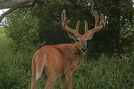 1608-Trailcam-Deer-IMG_1038 (1)_4X6.jpg