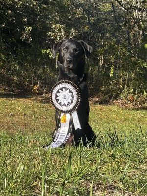 banks grand ribbon.jpg