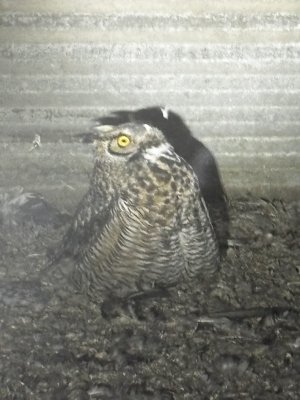 owl.jpg
