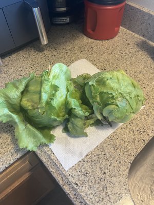 IMG_0478.jpeg