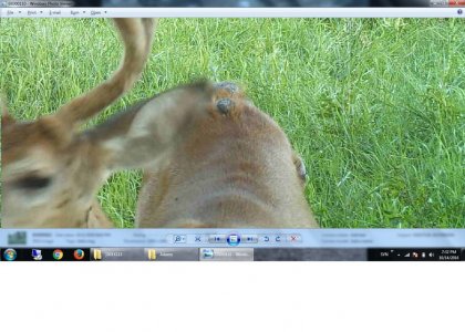 deer back.jpg