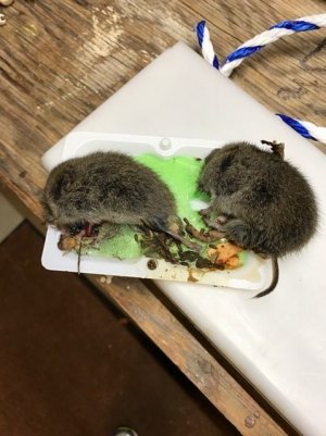 voles.jpg
