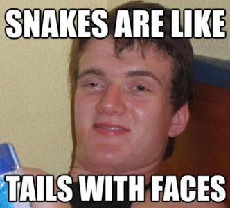 snakes-are-like-tails-with-faces-stoner-meme1.jpg