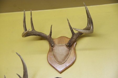 DSC06247.jpg DSC06247.jpg