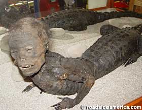 IMG_0095.JPG IMG_0095.JPG