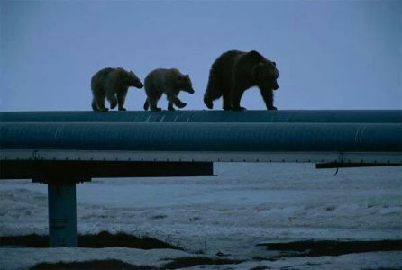 bears on pipe.jpg