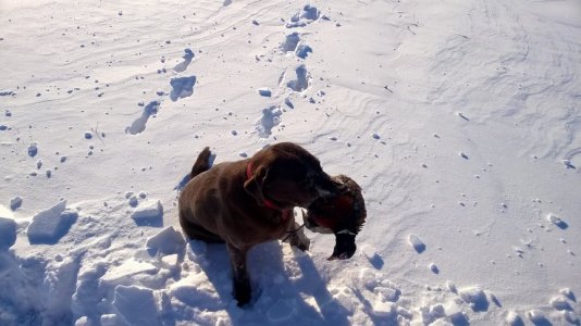 WP_20161217_004.jpg WP_20161217_004.jpg