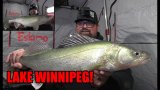 Ice Fishing For Greenback Walleye On Lake Winnipeg Nodak Angler