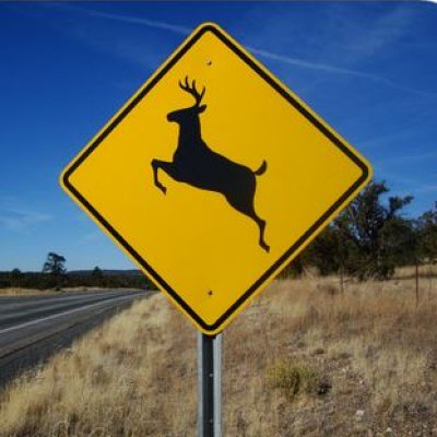Deer Crossing.JPG