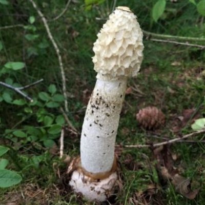 Stinkhorn mushroom.JPG