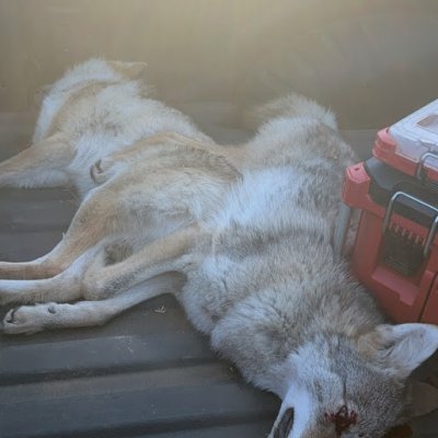 2 dead yotes.JPG