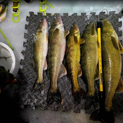 Davis WPA eyes and small perch