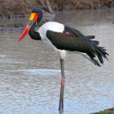 Saddle-billed_Stork_(Epphippiorhynchus_senegalensis)_male_(33019257601).jpg