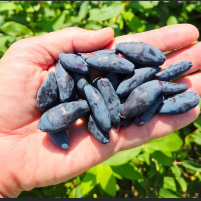 Screenshot 2025-06-17 113644.png