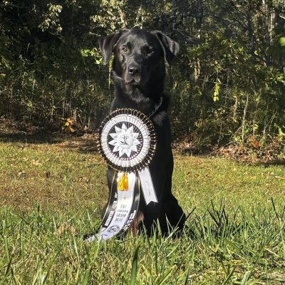 banks grand ribbon.jpg