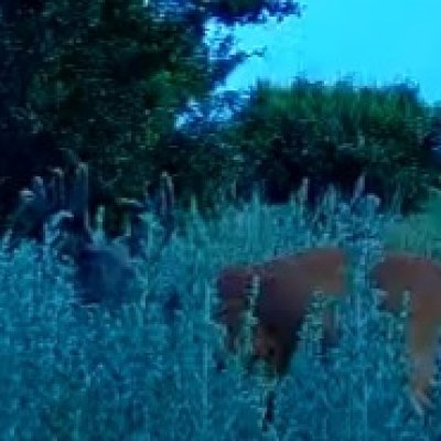Screenshot_20260703-220058_Reveal.jpg