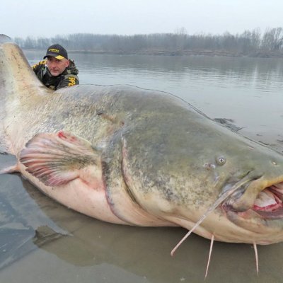 meet-the-wells-catfish-2.jpg