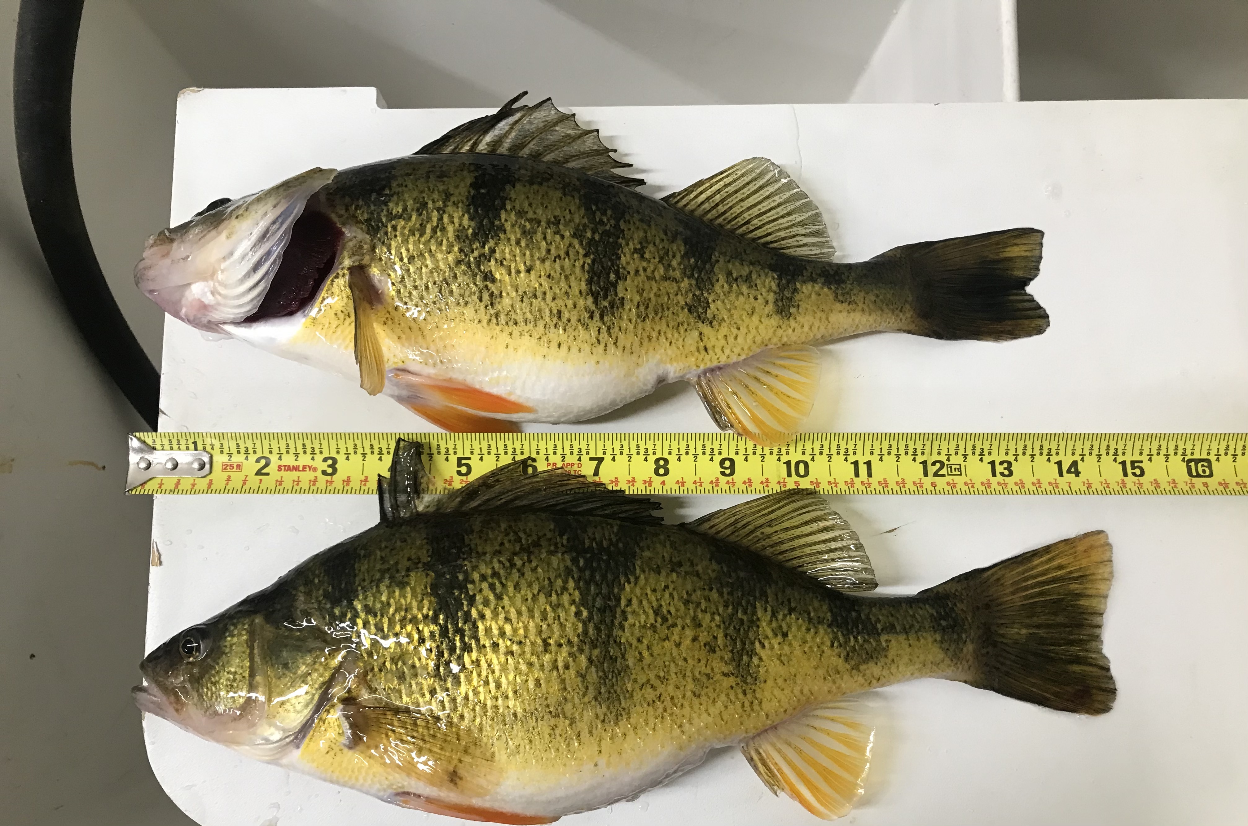 14.5inperch.jpg