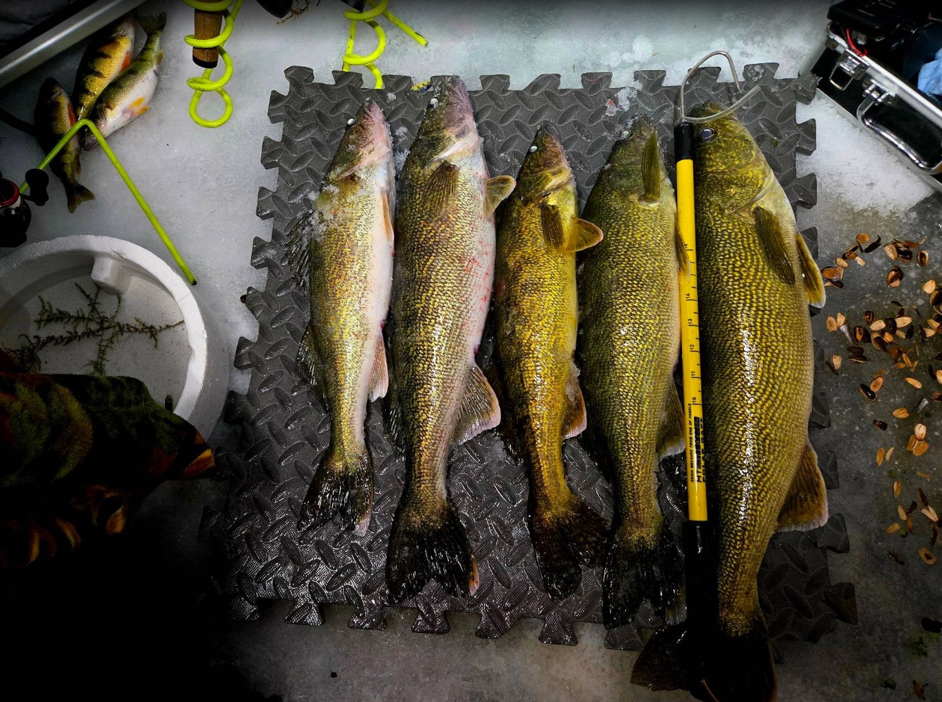 Davis WPA eyes and small perch