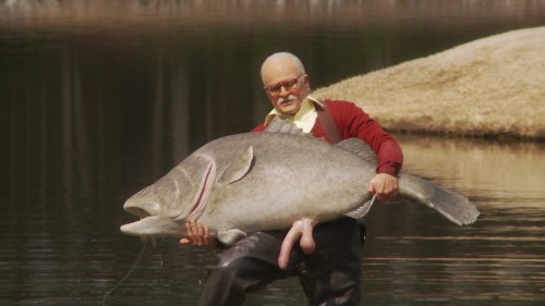 knoxville fish.jpeg
