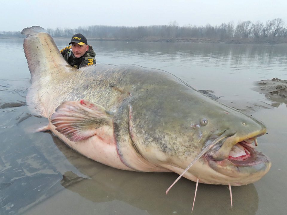 meet-the-wells-catfish-2.jpg