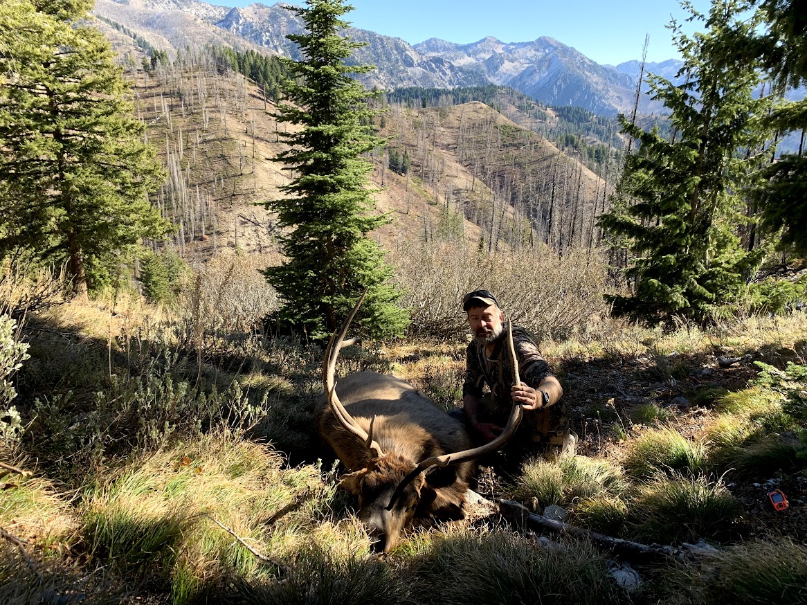 normal elk.jpg | Nodak Angler