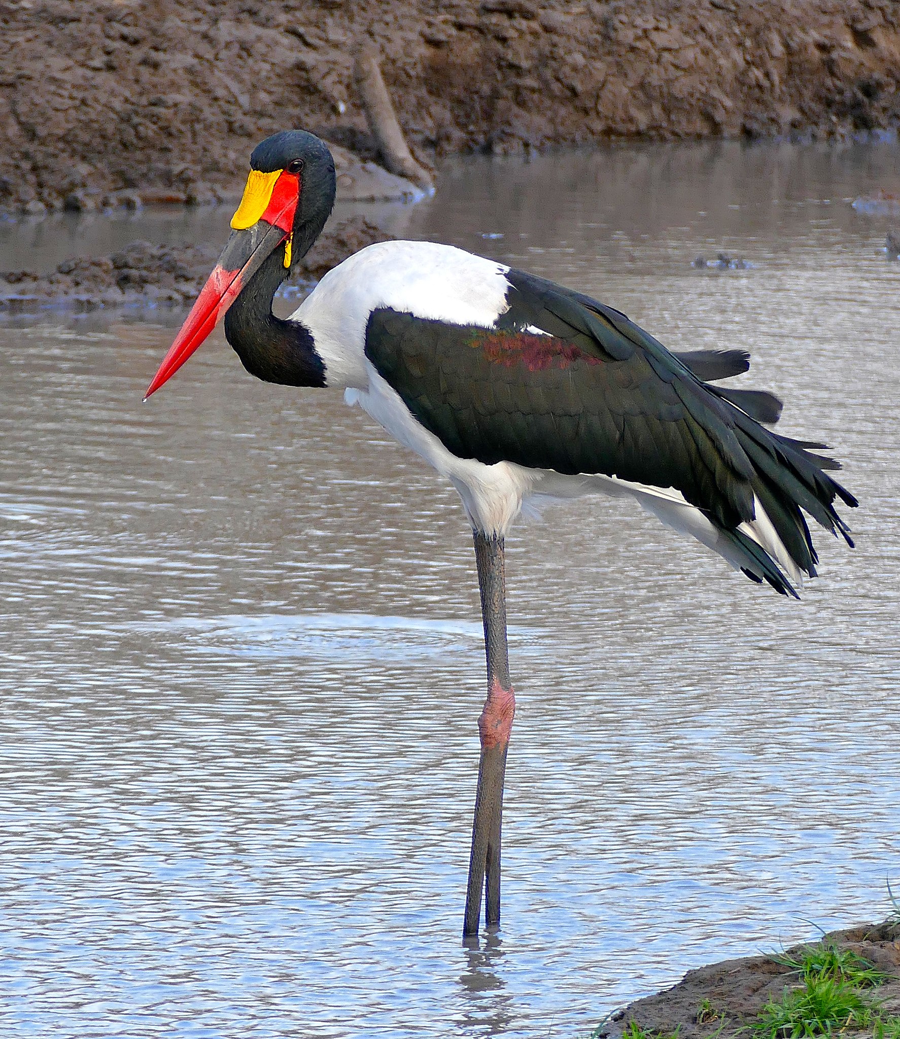 Saddle-billed_Stork_(Epphippiorhynchus_senegalensis)_male_(33019257601).jpg