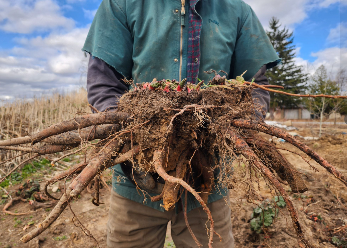 Screenshot 2025-06-13 083214.png