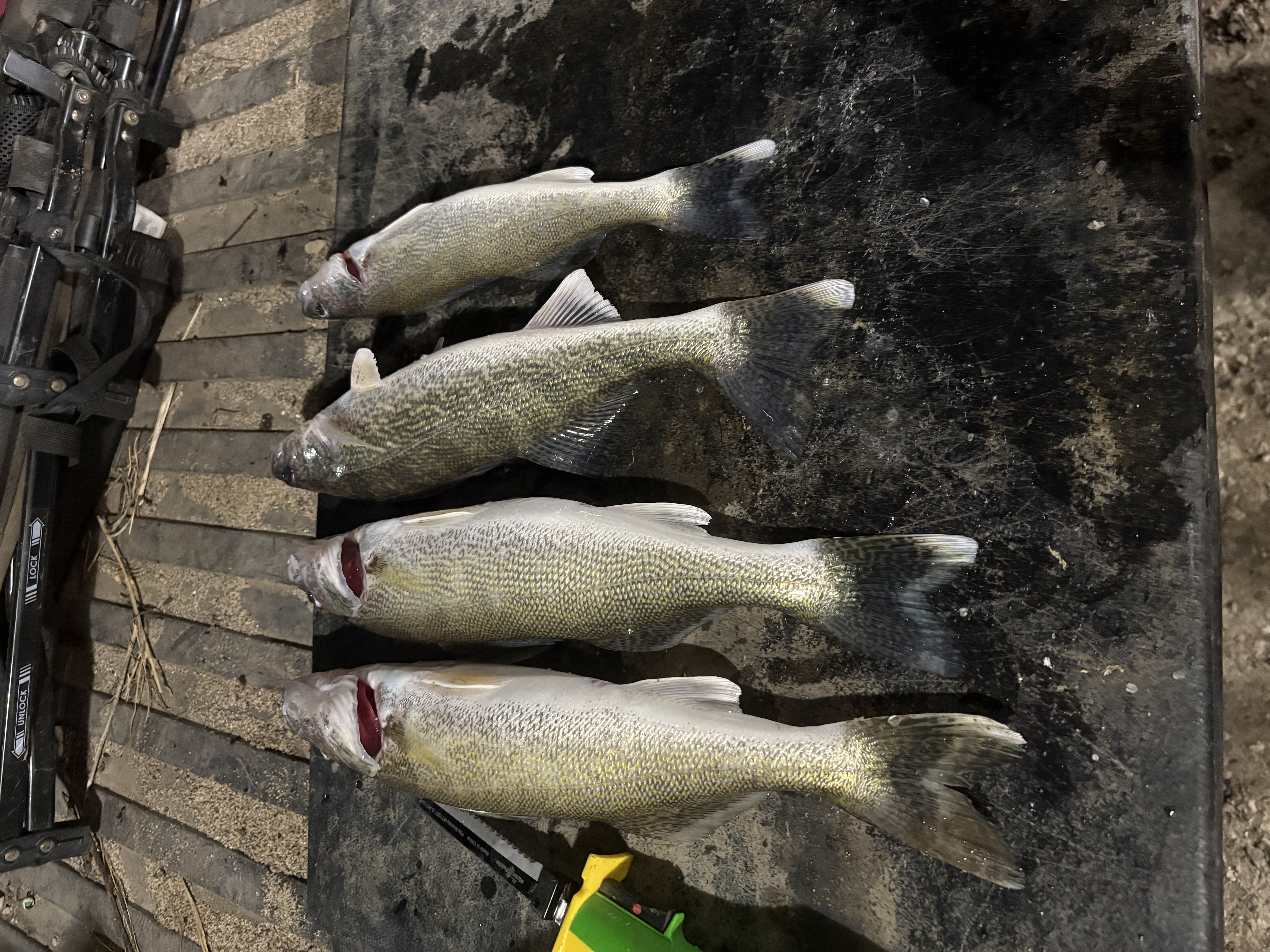 walleyes.jpg
